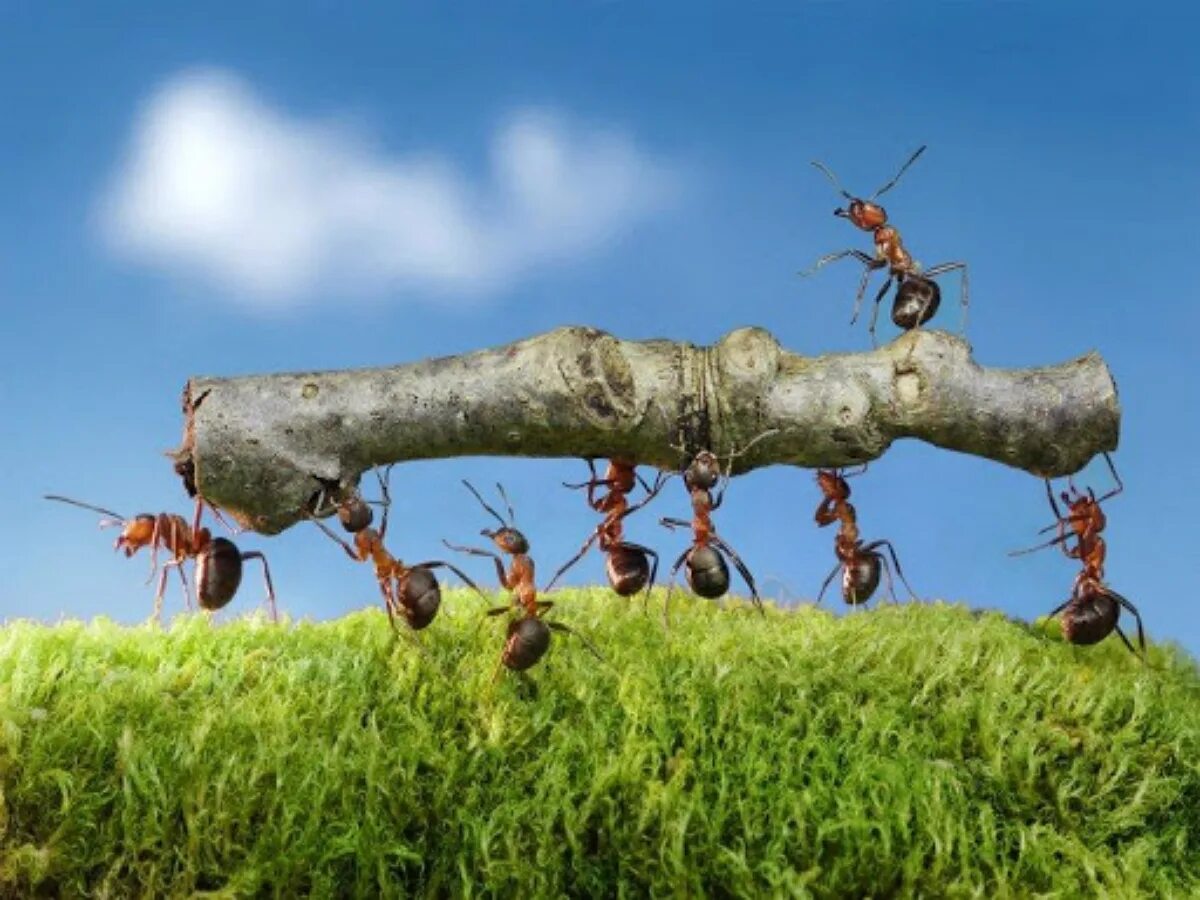 Муравей трудяга. Трудолюбивый муравей. Муравей фото.