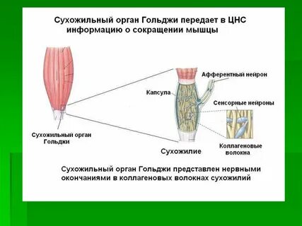 Рецепторы мышц