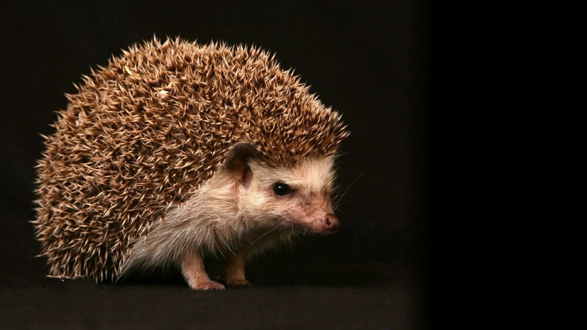 Ежик. Atelerix algirus. Ежик. Алжирский ежик. Бурый еж.