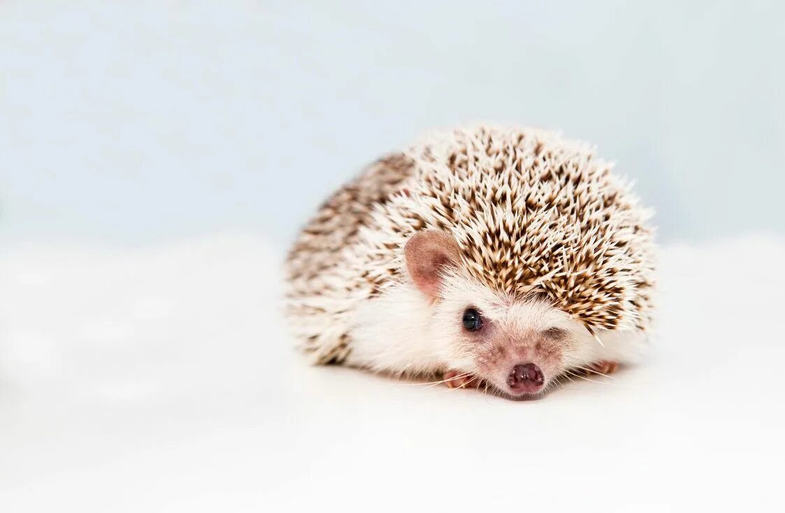 Имя для ежика. Клички ежиков для ежиков. Ежик. Имена для ежей мальчиков. Хорошенький ежик.