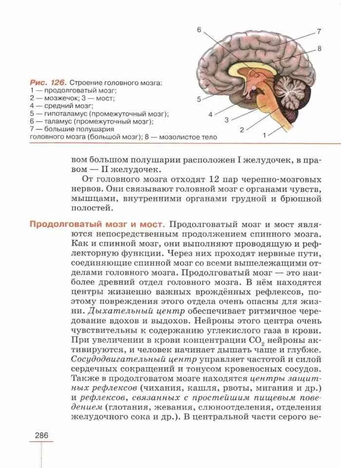 Па по биологии 8 класс. Рис 126 строение головного мозга. строение головного мозга 8 класс биология.