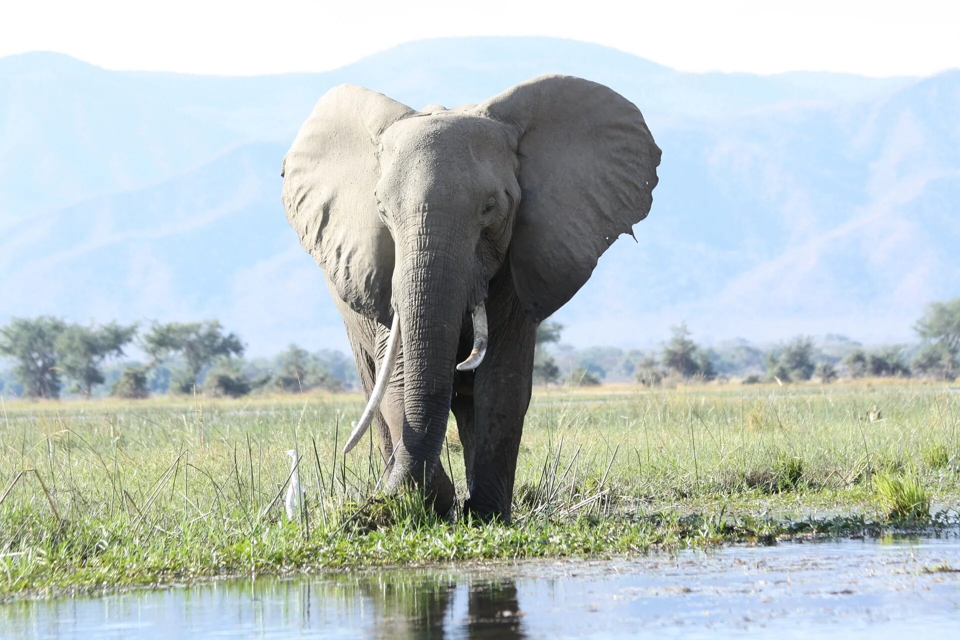 Huge elephant. Хоботные Африканский слон. Африканский саванский слон. Хоботные хобот. Саванный слон млекопитающие хоботные.