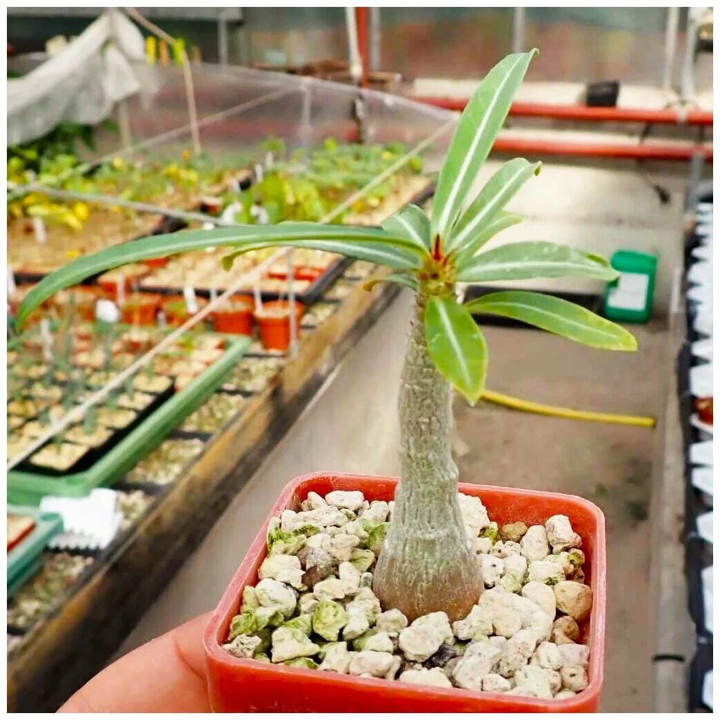 адениум персефона. лесландия адениум. адениум камелия. адениум бордовый. лесландия адениум.