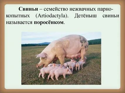 Как назвать поросенка