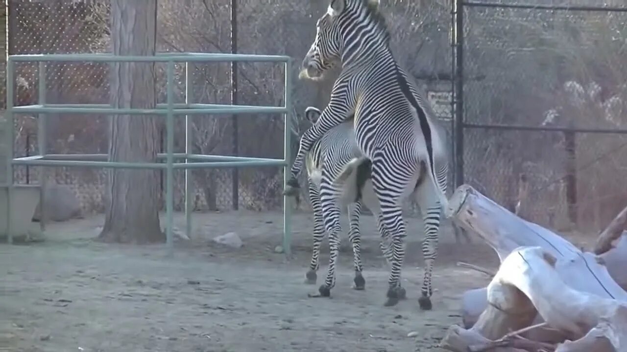 Mating type. Animal mating. метис зебры и лошадиюшз9.