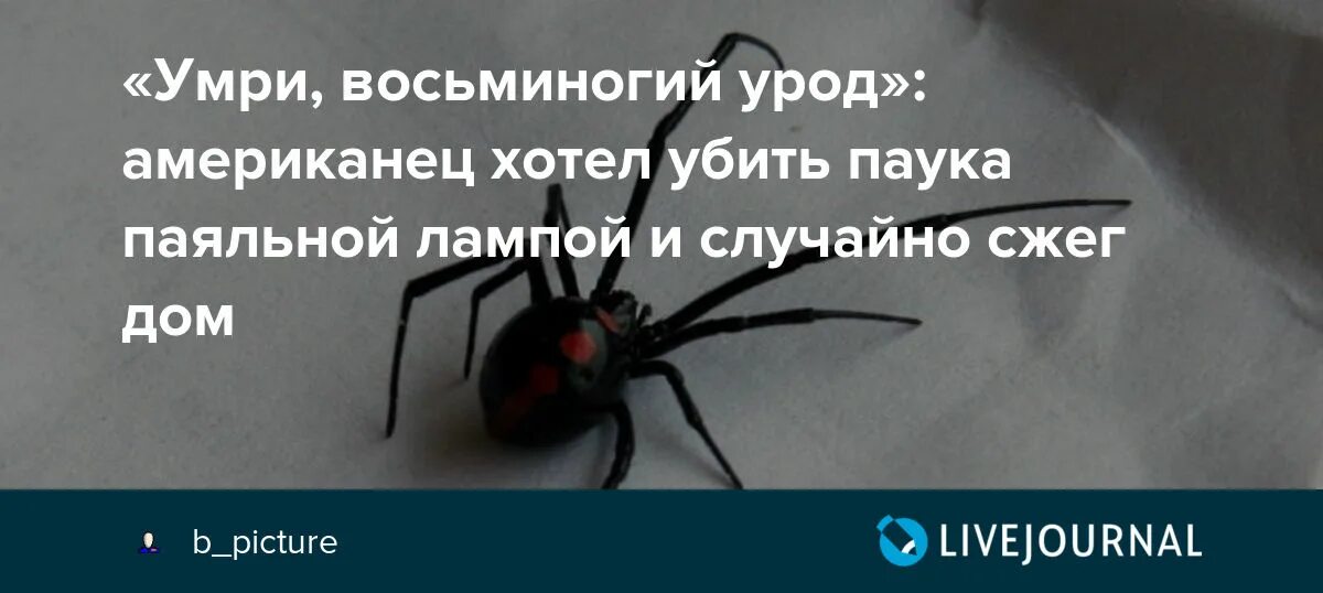 Увидел паука сжег дом. Паук видит человека