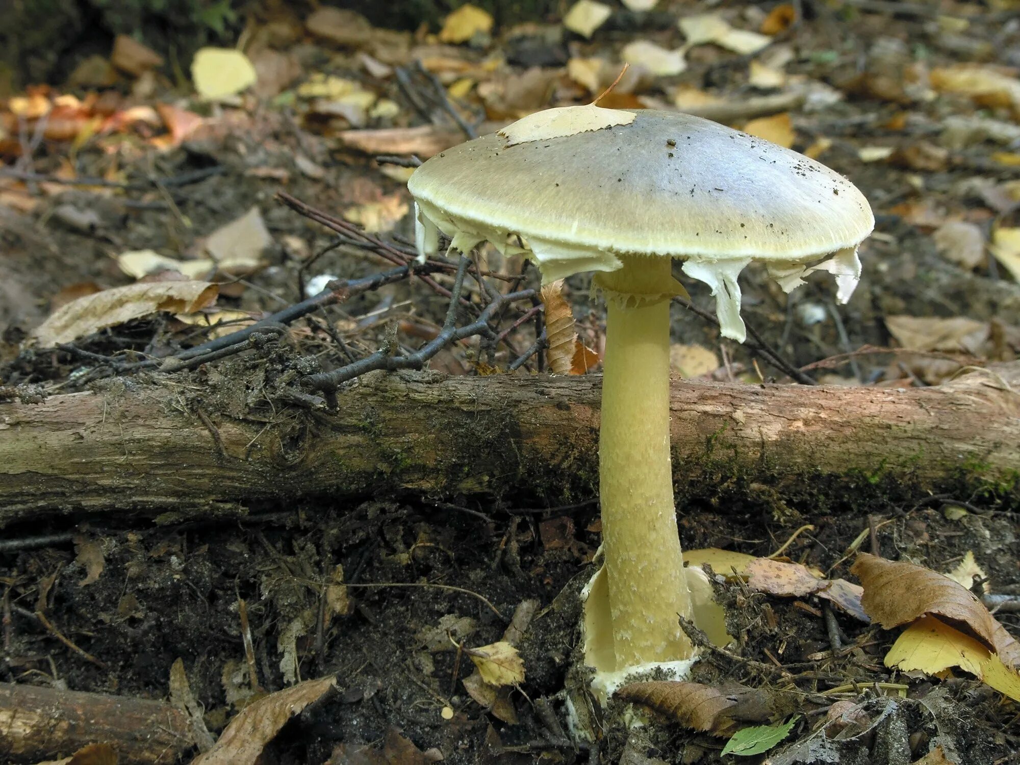 Бледная поганка (Amanita phalloides). Зеленушка (гриб) ядовитые грибы. Зеленушка гриб ядовитый. Рядовка гриб зеленушка.