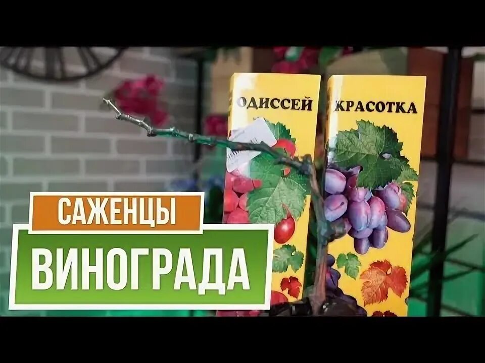 Как сохранить саженцы винограда до посадки. Как сохранить саженцы винограда до посадки