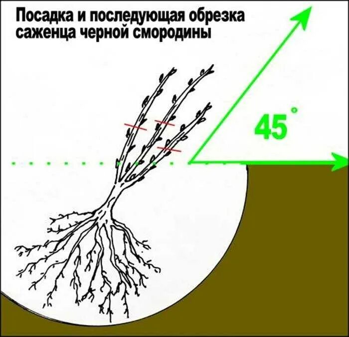 Черную красную посадить смородину
