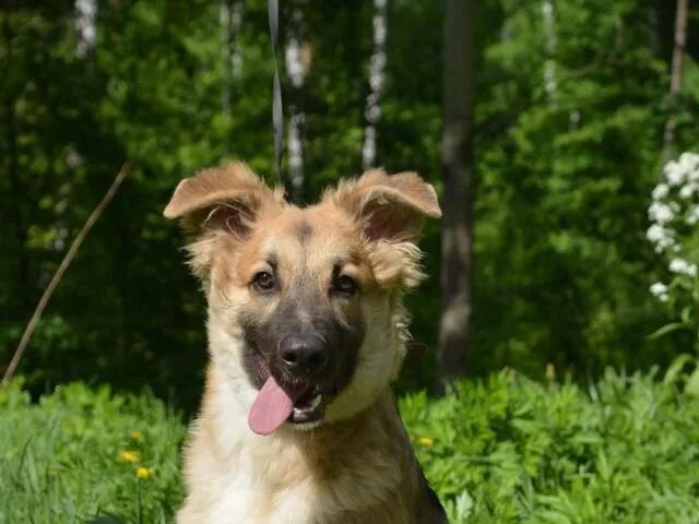 Щенок кобель. Азор собака фото. Русская гончая чепрачная. Московская сторожевая овчарка. Собаки моск обл.