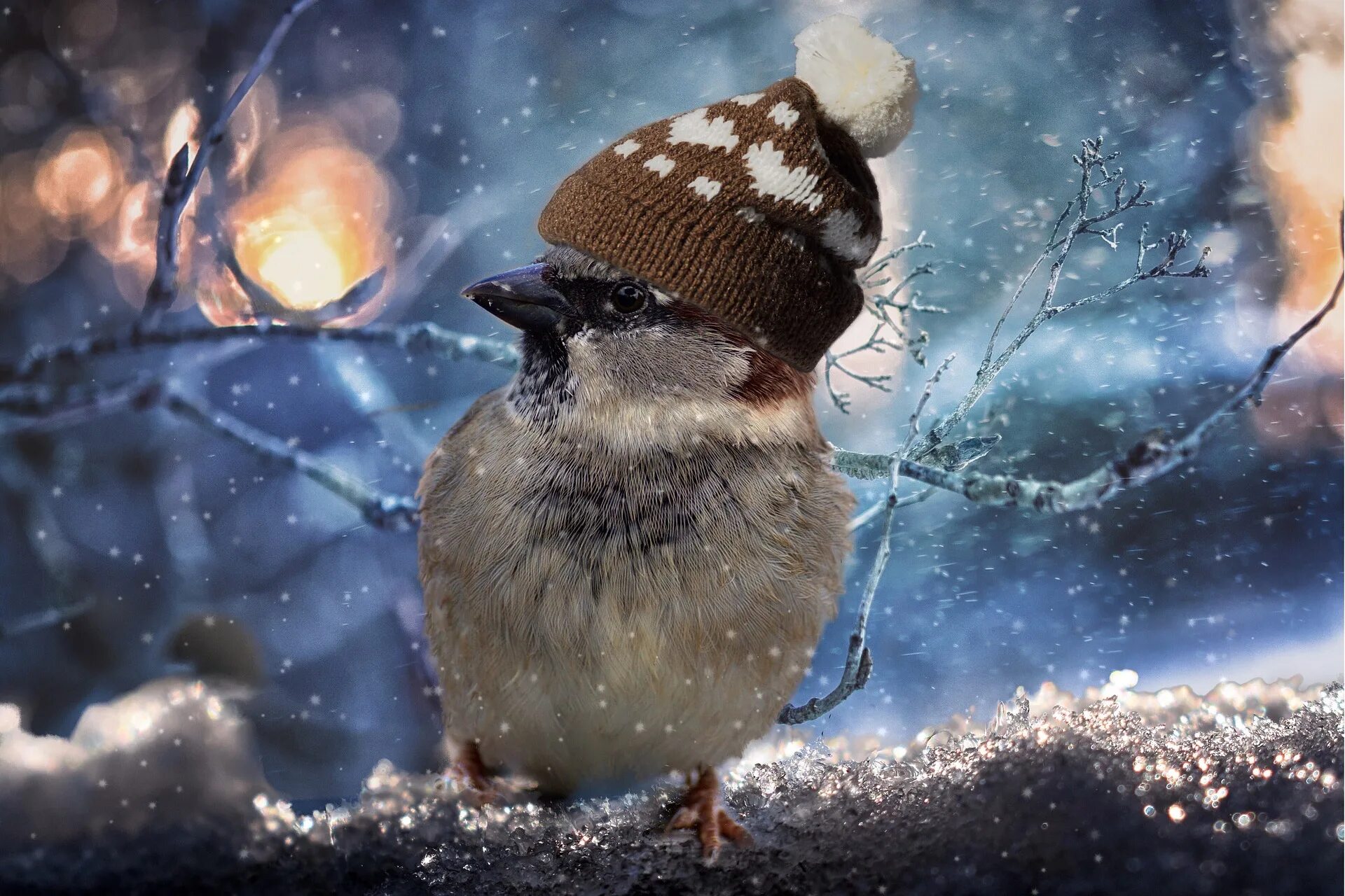 Почему в холодную погоду многие животные. Зимние птицы. Замерзшая птичка. Замерзший Воробей. Зимнее утро с птицами.