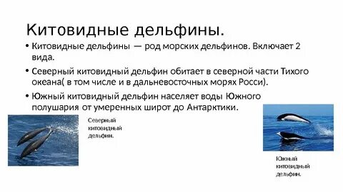 Морские какой род