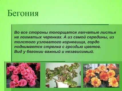 Строение бегонии