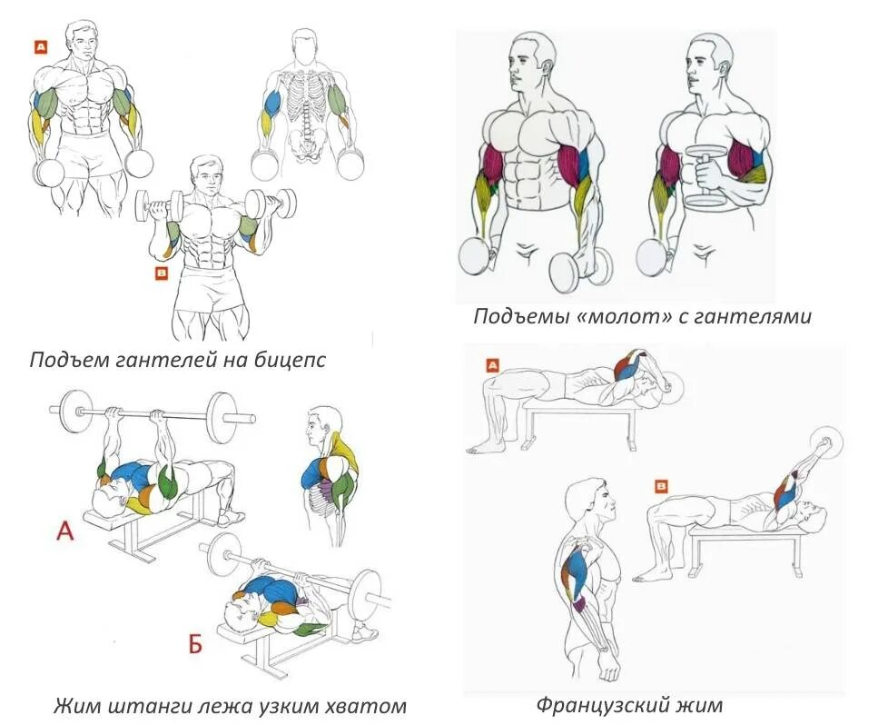 Тренировки с гантелями и штангой дома. Схема накачки бицепса гантелями. Базовые упражнения на бицепс и трицепс. Упражнения на трицепс в тренажерном зале. Изолирующие упражнения для бицепса в тренажерном зале.