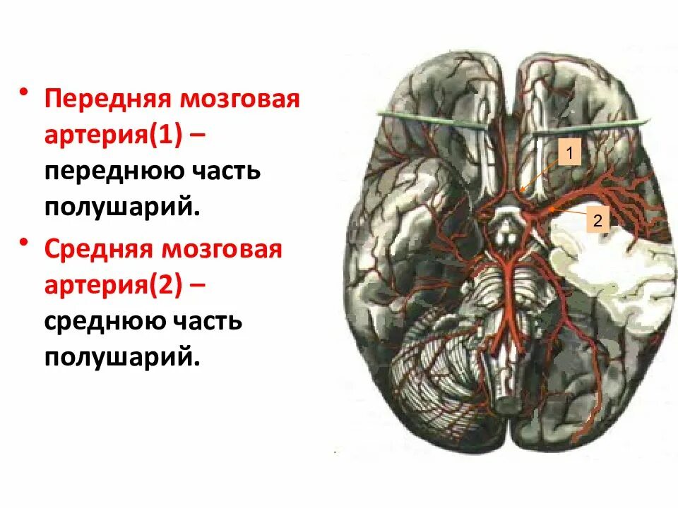 Артерии среднего мозга