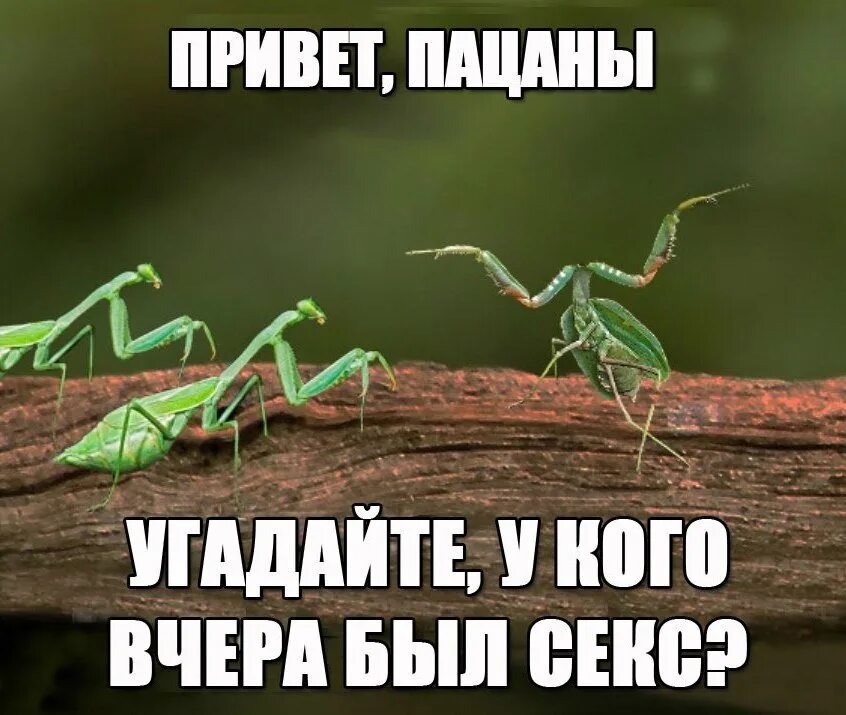 Привет так было сложно написать. Привет прикол. Привет приколы в картинках. Всем привет картинки прикольные. Всем привет прикол.