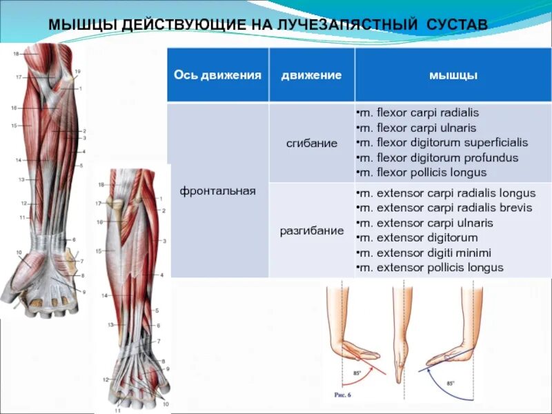 Мышцы осуществляющие движения. Мышцы сгибатели лучезапястного сустава. мышцы обеспечивающие движение лучезапястного сустава. мышцы лучезапястного сустава анатомия. мышцы разгибающие лучезапястный сустав.