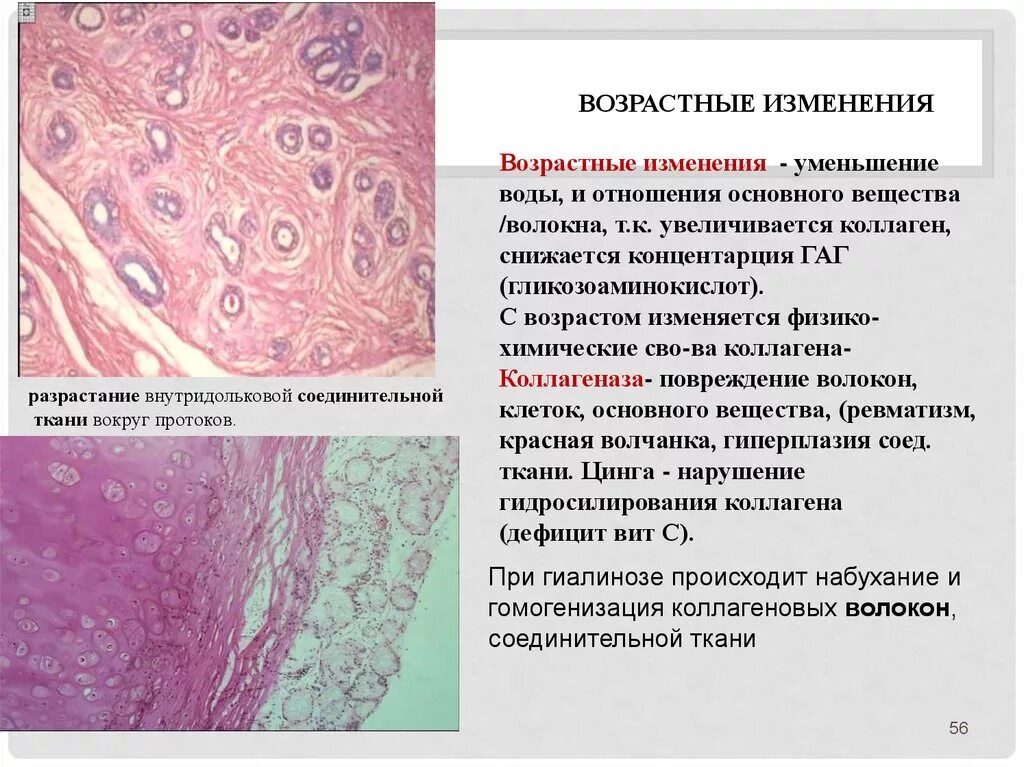 Структурные изменения ткани. Возрастные изменения волокнистой соединительной ткани. Регенерация и возрастные изменения волокнистой соединительной ткани. Возрастные изменения соединительной ткани гистология. Возрастные изменения плотной волокнистой соединительной ткани.