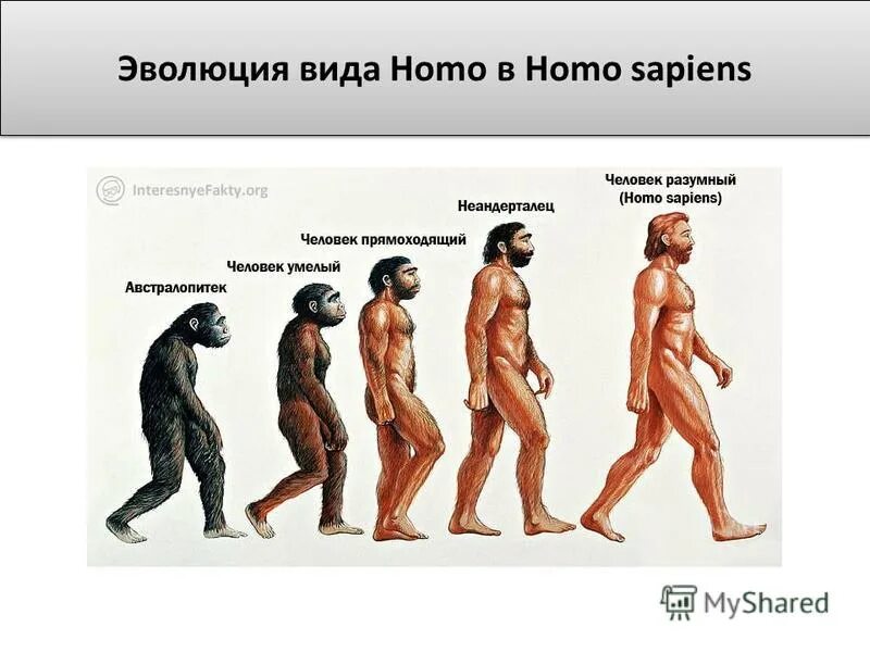 Эволюция homo sapiens. Эволюция человека хомо сапиенс. Этапы эволюции хомо сапиенс. Человек разумный homo sapiens социальная Эволюция. Хомо сапиенс человек разумный сформировался около