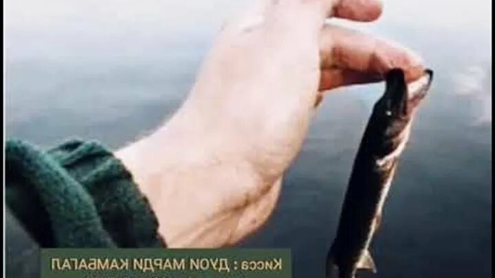 Кусачие рыбки в средиземном море. Пиранья рыба съедобная. Пигоцентрус наттерера пиранья. Рыба пиранья. Рыбьи головы.