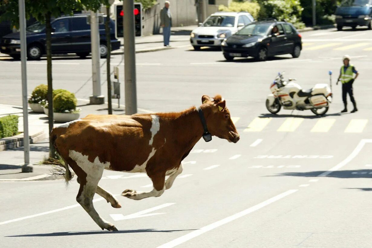 Корова бежит. Корова на дороге. Смешные коровы.
