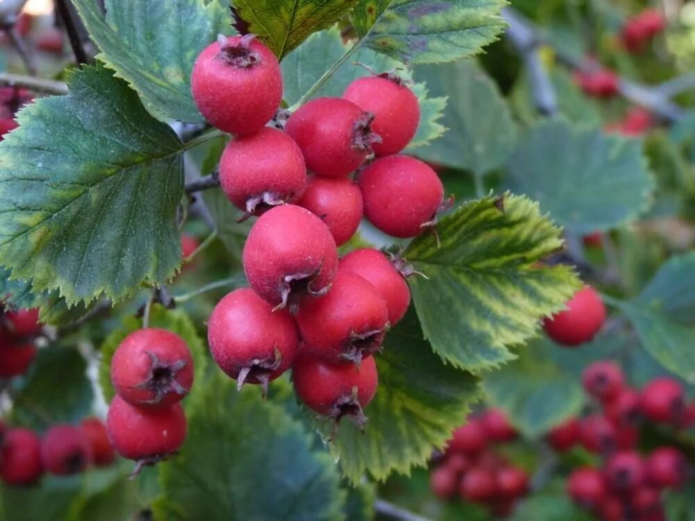 Боярышник садовый крупноплодный. Боярышник (crataegus). Боярышник крупноплодный мягковатый. Боярышник бесшипный. Боярышник культурный крупноплодный.