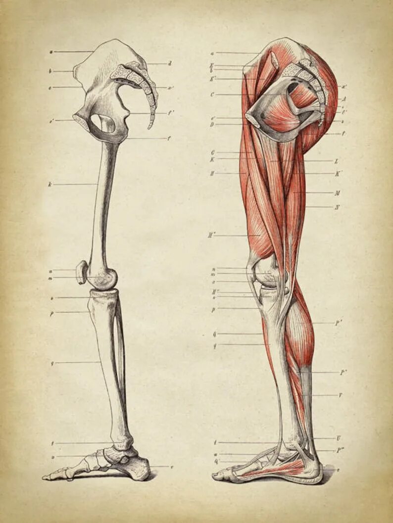Тело человека анатомия голень. Строение мышц ноги спереди. Нога человека анатомия. Мышцы голени и стопы анатомия. Мышцы бедра голени и стопы анатомия.