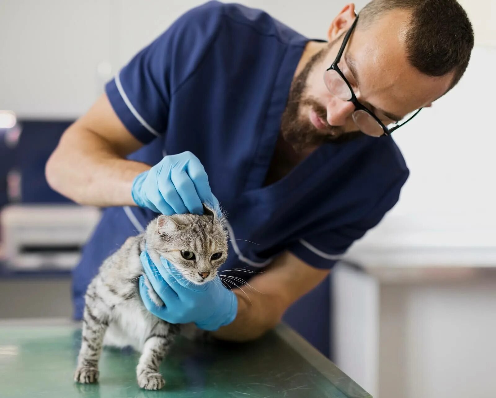 Обследование кошек. Кот у ветеринара. Осмотр кошки. Ветеринар с кошкой. Ветеринар осматривает кошку.