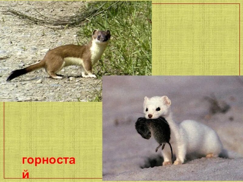 Куница соболь горностай. Соболь куница норка ласка горностай. горностай песец соболь. горностай и куница. куница ласка горностай.