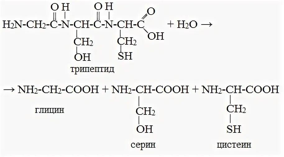 Гидролизу подвергаются полипептиды. Трипептид+серин+глицин. Гидролиз трипептида глицин цистеин аланина. Уравнение реакции гидролиза трипептида. Трипептид глицина формула.