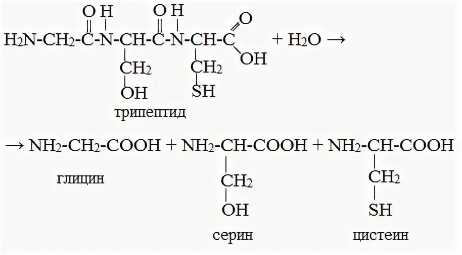 Трипептид аланина. Трипептид+серин+глицин. гидролиз трипептида глицин цистеин аланина. уравнение реакции гидролиза трипептида. трипептид глицина формула.