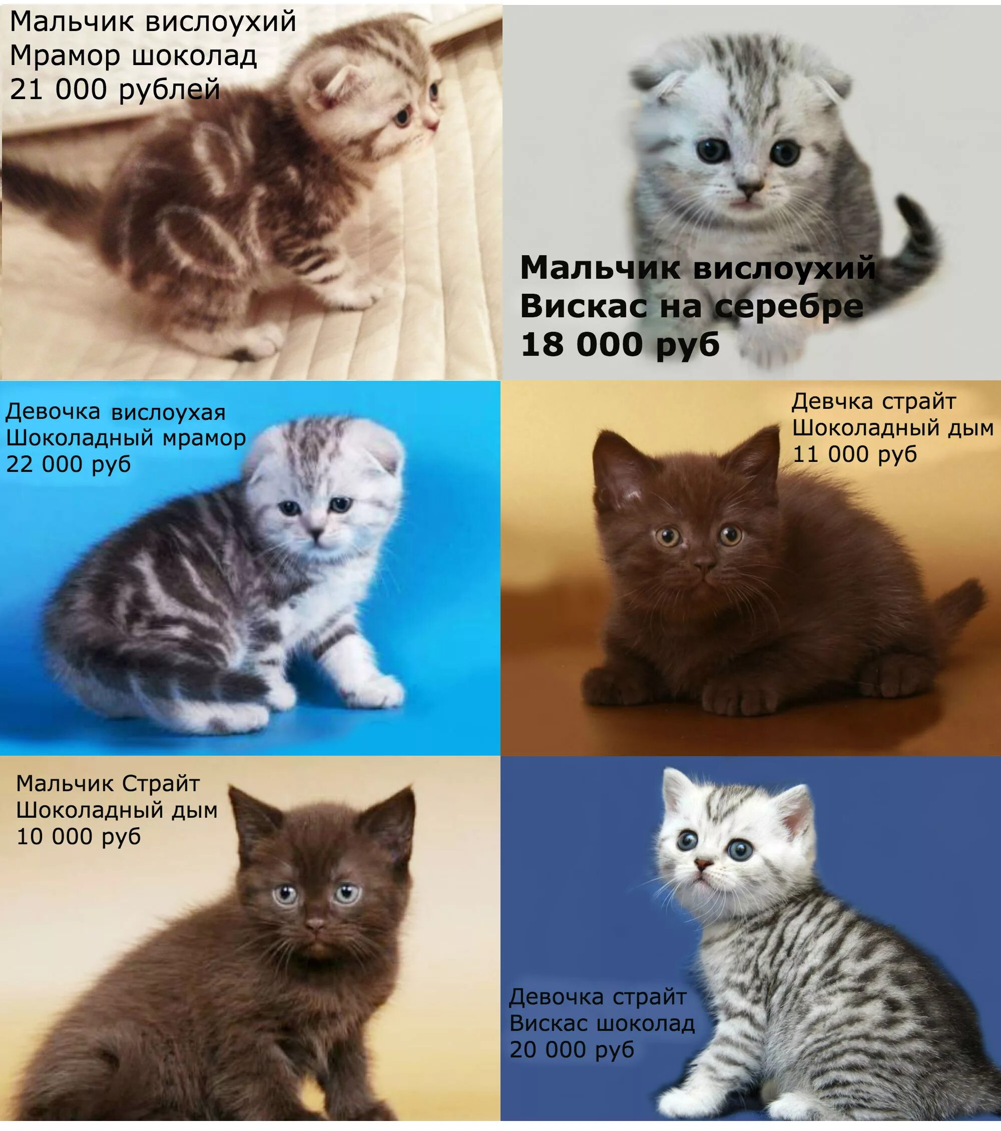 Шотландская вислоухая короткошерстная. Окрасы шотландских кошек. Название окрасов шотландских. Название окрасов шотландских. Расцветки шотландских котят.