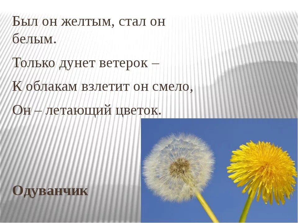 Одуванчик для детей 3 4 лет. Загадка про одуванчик. Загадка про одуванчик для дошкольников. Загадка про одуванчик для детей. Стих про одуванчик.