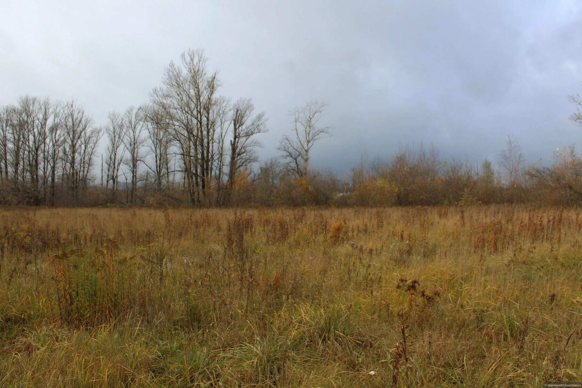 Заросший бурьяном двор. Заросшая деревня. Заросшие поля россии. Покос травы и сбор вывоз. Дом заросший бурьяном.