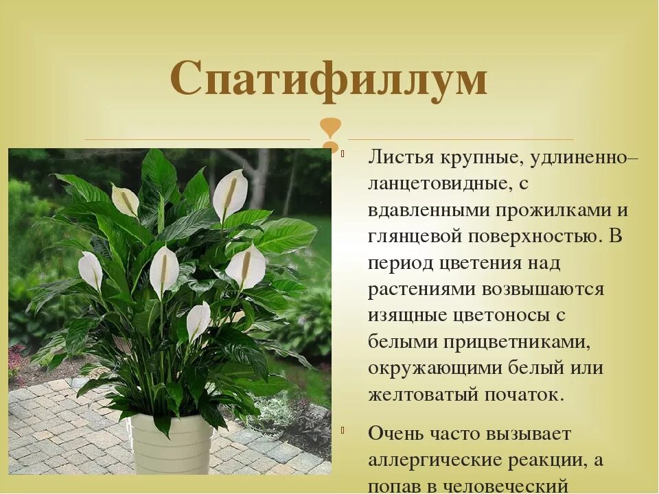 Комнатные растения информация. Спатифиллум. родина растения спатифиллум комнатная. родина спатифиллума комнатного растения. белокрыльник спатифиллум.