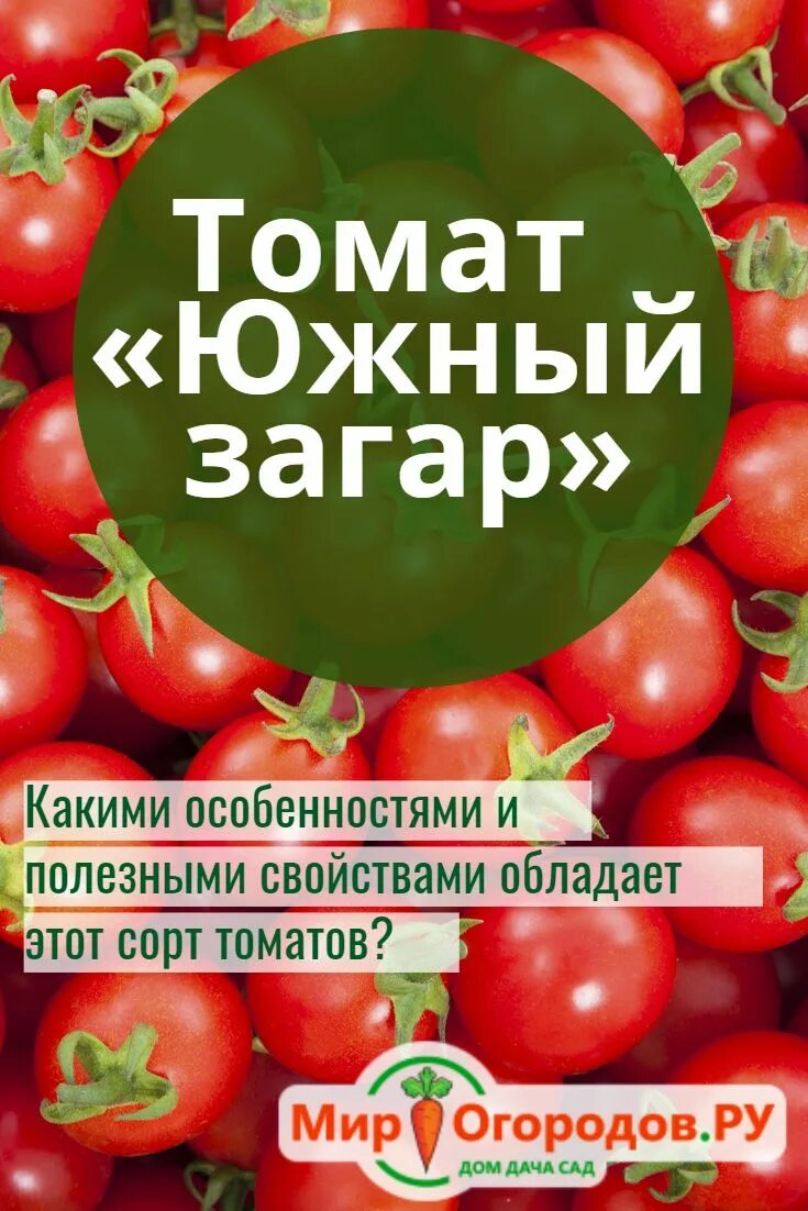 Томат Южный загар. Томат Южный загар Сибирский сад. Томат сорт Южный загар. Южный загар томат описание. Томат южный загар урожайность