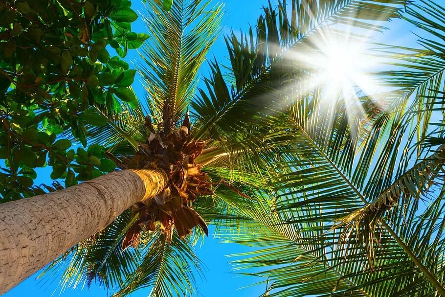 Palma. Пальмы. Пальмы солнце. Обои пальмы. Пальма картинка.