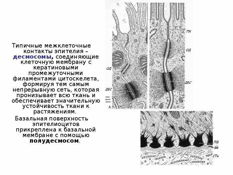 Межклеточные контакты десмосомы. Межклеточные контакты десмосомы. Точечная десмосома строение. Десмосомы и полудесмосомы. Десмосомы и полудесмосомы.