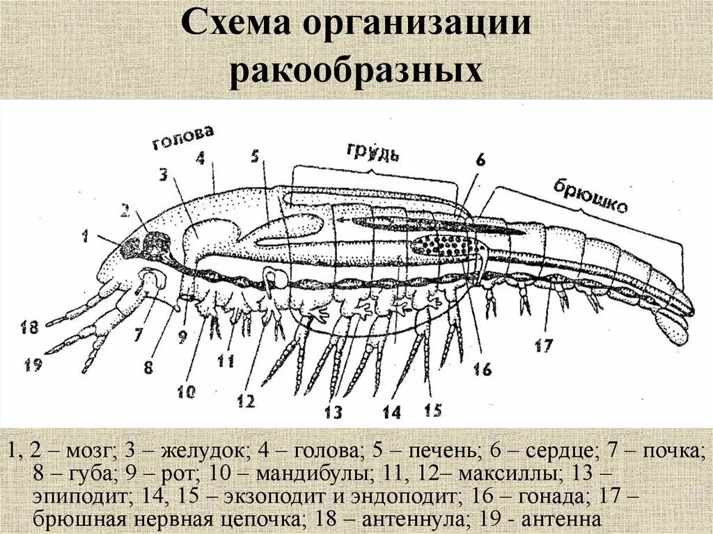 Покровы ракообразных состоят из. Схема организации ракообразного. Внутреннее строение ракообразных схема. Строение креветки схема 7 класс. Внутреннее строение креветки.