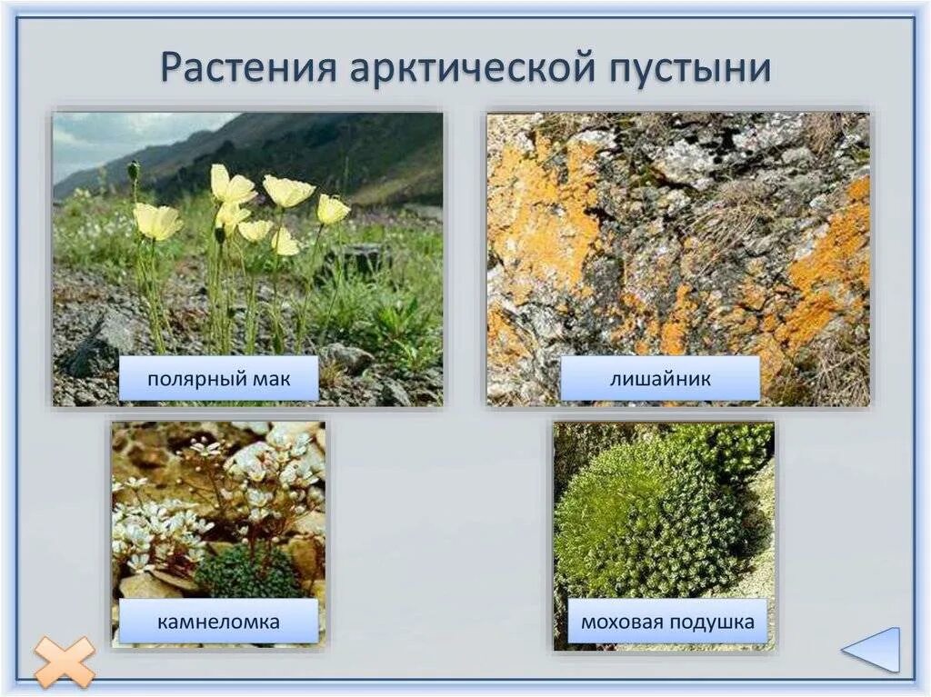 Растения обитающие в арктических пустынях. Растения зон арктической пустыни. арктические пустыни растения. растения арктических пустынь евразии. мхи лишайники полярный мак.