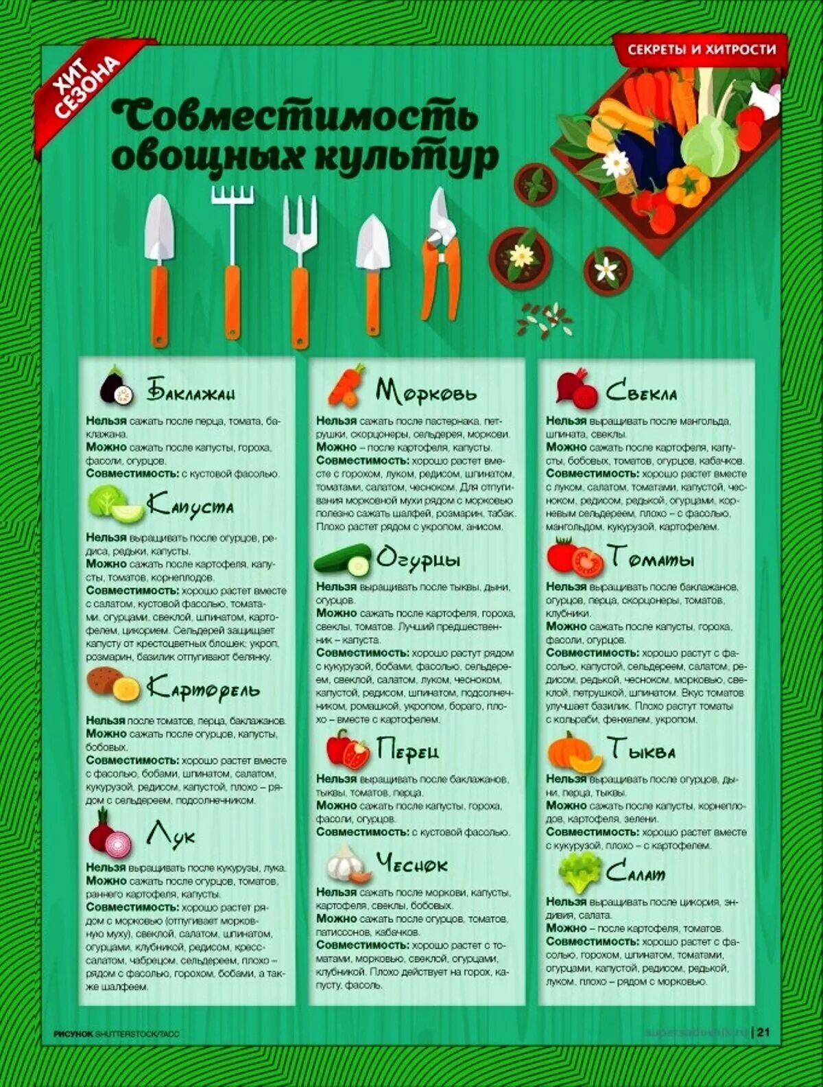 Соседство овощей на грядках таблица совместимости растений. Соседство овощей на огороде. Совместимость растений на огороде. Совместимость овощей. Совместимость посадок овощей на грядках таблица.