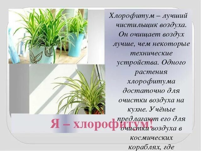 хлорофитум хохлатый Plantas de interior, Jardinería, Plantas