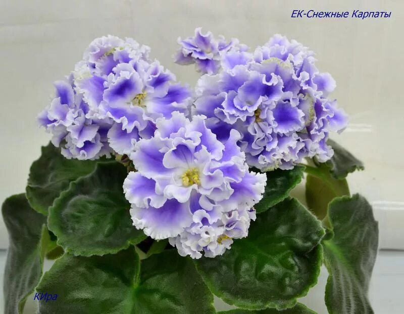 Фиалка ек снежные карпаты. Фиалка снежный барс. Сорт фиалки ек снежные карпаты. Сенполия ек снежные карпаты. Фиалка ек снежные карпаты.