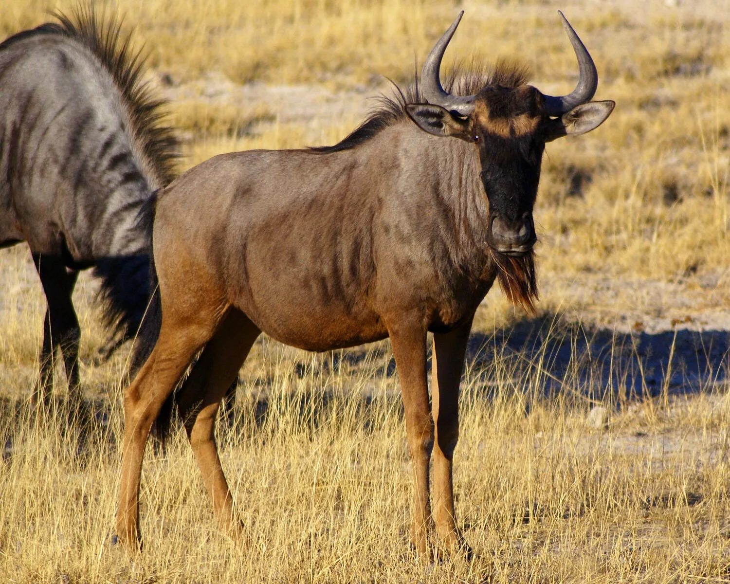 Голубой гну. Антилопа гну. Wildebeest антилопа гну. Голубая антилопа гну. Животные саванны антилопа гну.