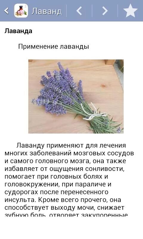Интересные факты о лаванде. Лавандовый чай. Лаванда характеристика. Сообщение о растении лаванда. Чай с лавандой и мятой.