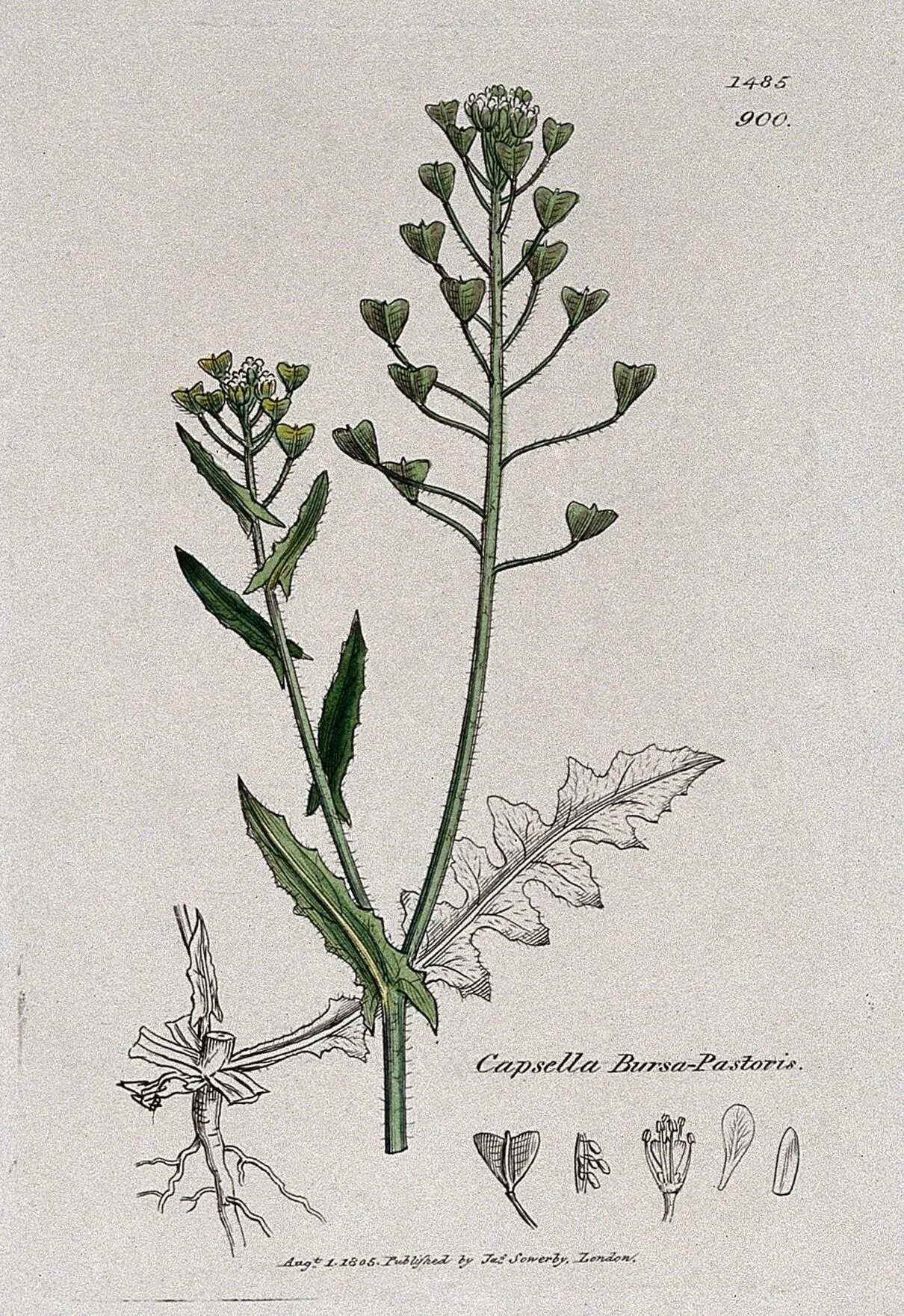 Изучение внешнего строения растения пастушья сумка. Capsella grandiflora. пастушья сумка (capsella bursa pastoris), ярутка полевая (. пастушья сумка трава семейство. пастушья сумка фармакогнозия.