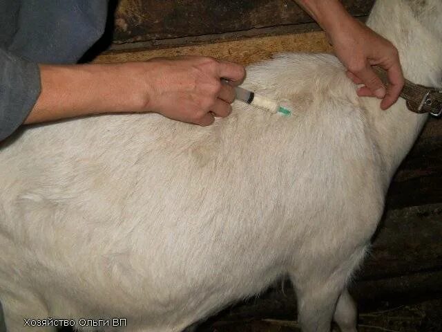 Укол ягненку. Укол теленку внутримышечно. Подкожные инъекции козам. Внутримышечный укол поросятам.