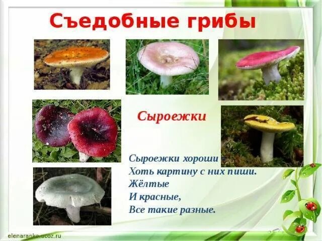 Какой признак внешнего строения сыроежки указывает на