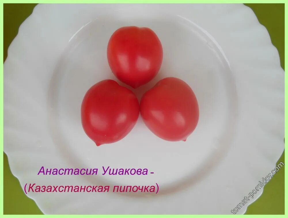Томат сорт казахстанский. Томат анастасия. томат ушаков. помидор анастасия ушакова. сорт помидоров анастасия.