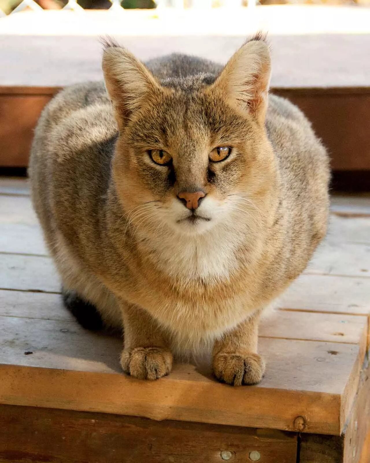 Чаузи ф1. Чаузи кошка ф1. Камышовый кот (Хаус) (Felis Chaus). Камышовый кот чаузи
